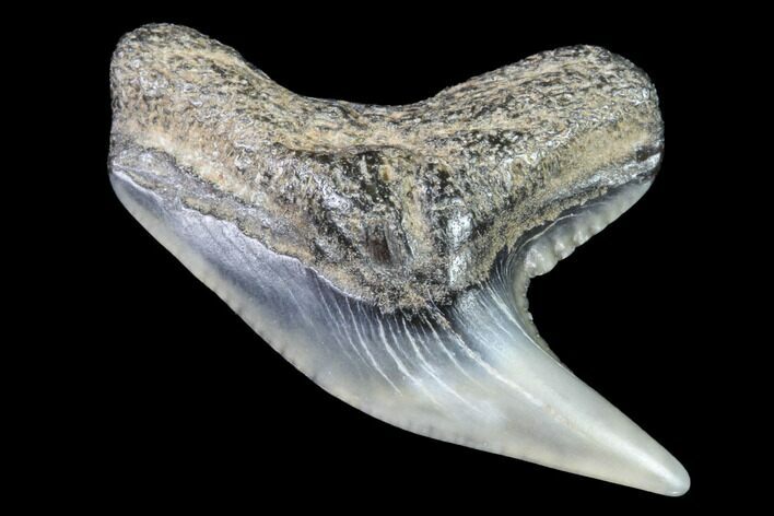 Colorful Fossil Tiger Shark (Galeocerdo) Tooth - Virginia #91848